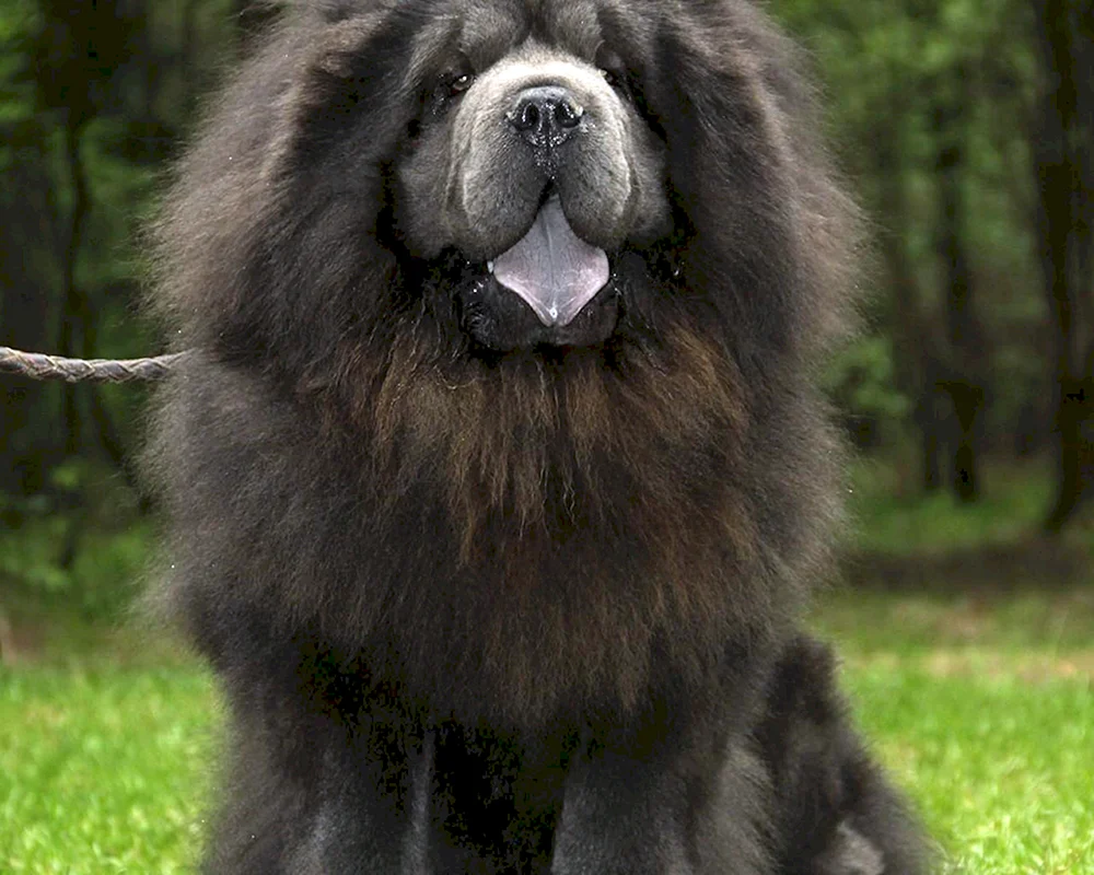 Chow- Chow-Terrier
