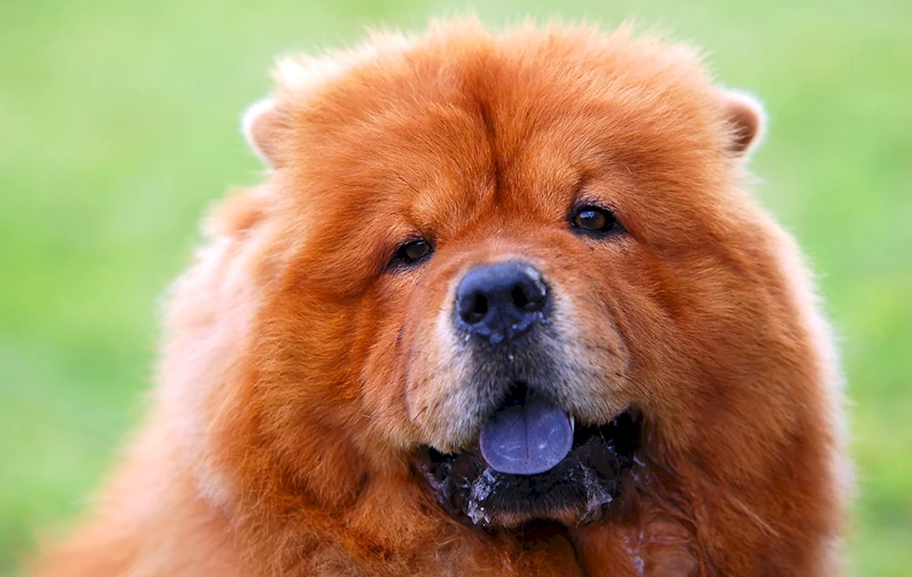 Pomeranian Spitz