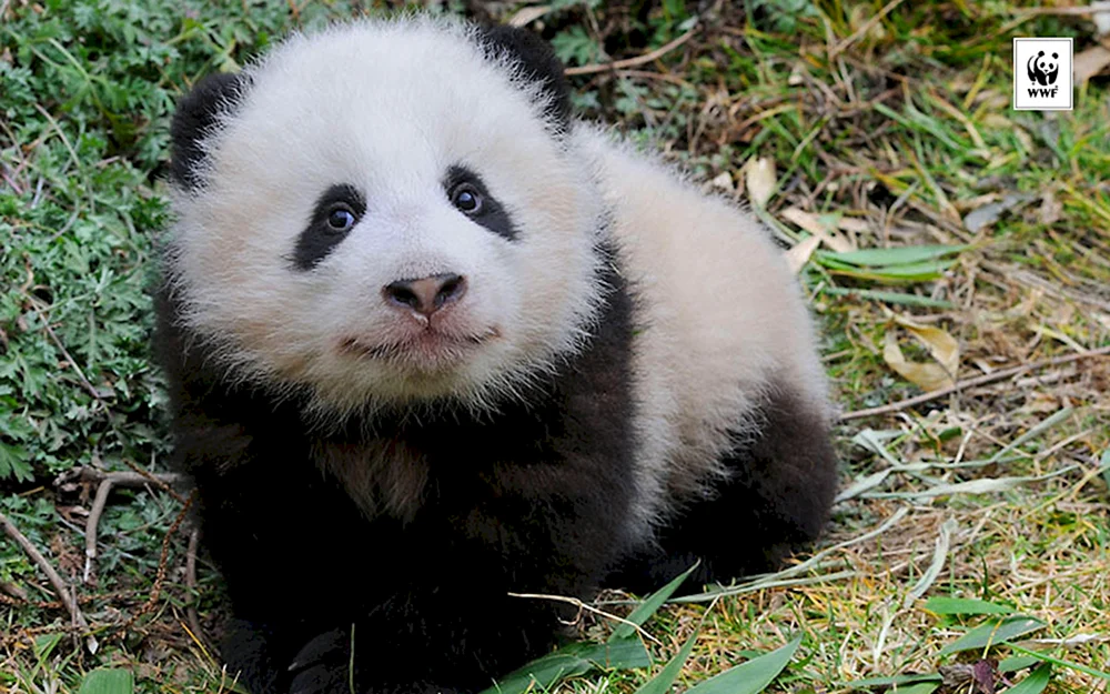 Chow Chow Panda