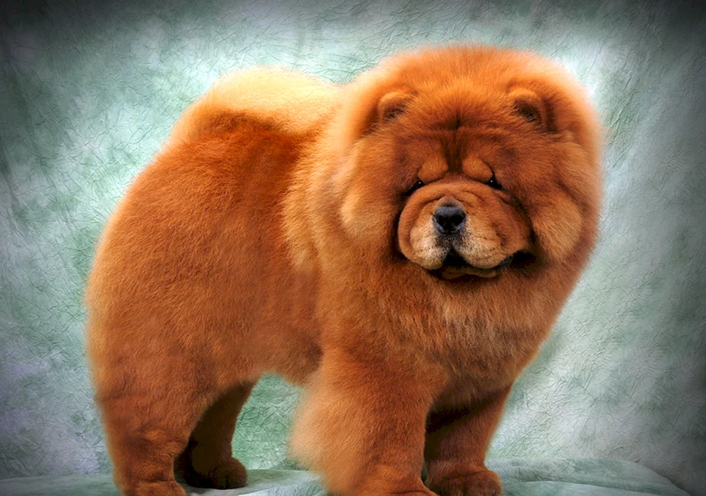 Chow- Chow-Hund