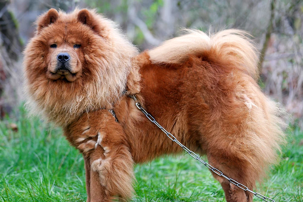 Chow Chow Hund