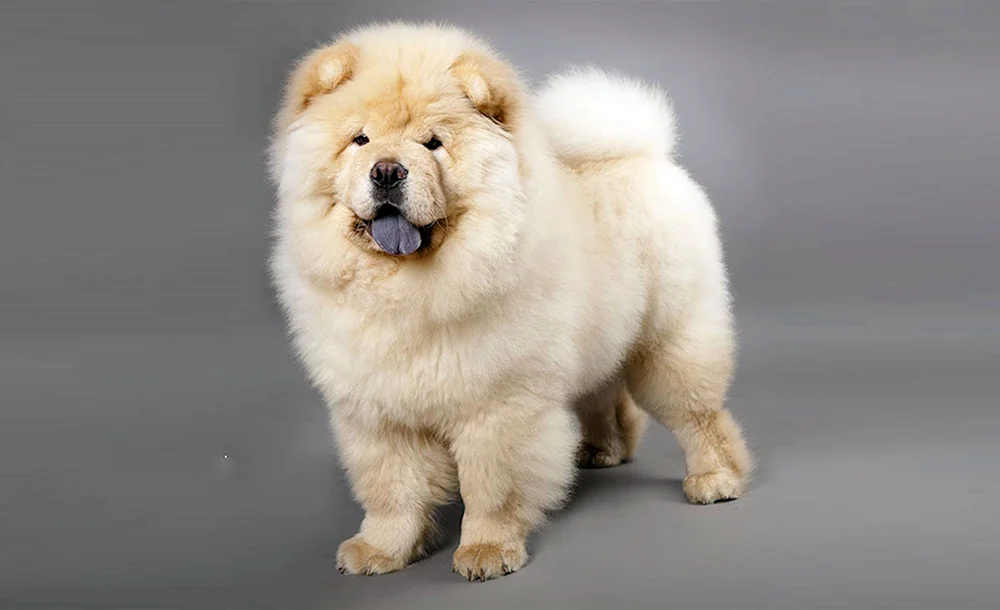 Chow Chow Hund