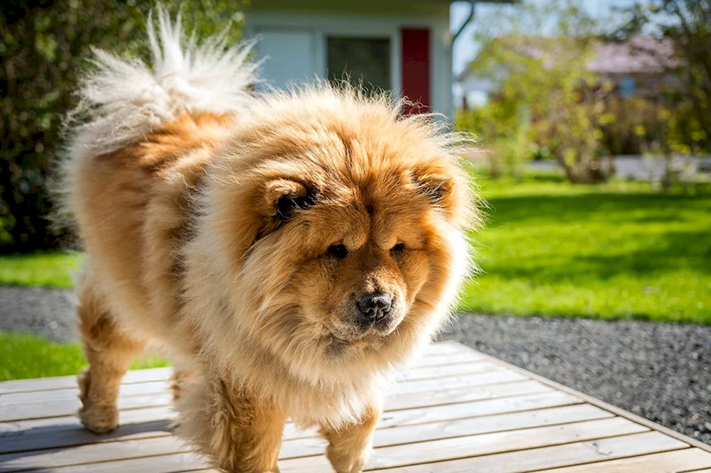 Samoyed Hund