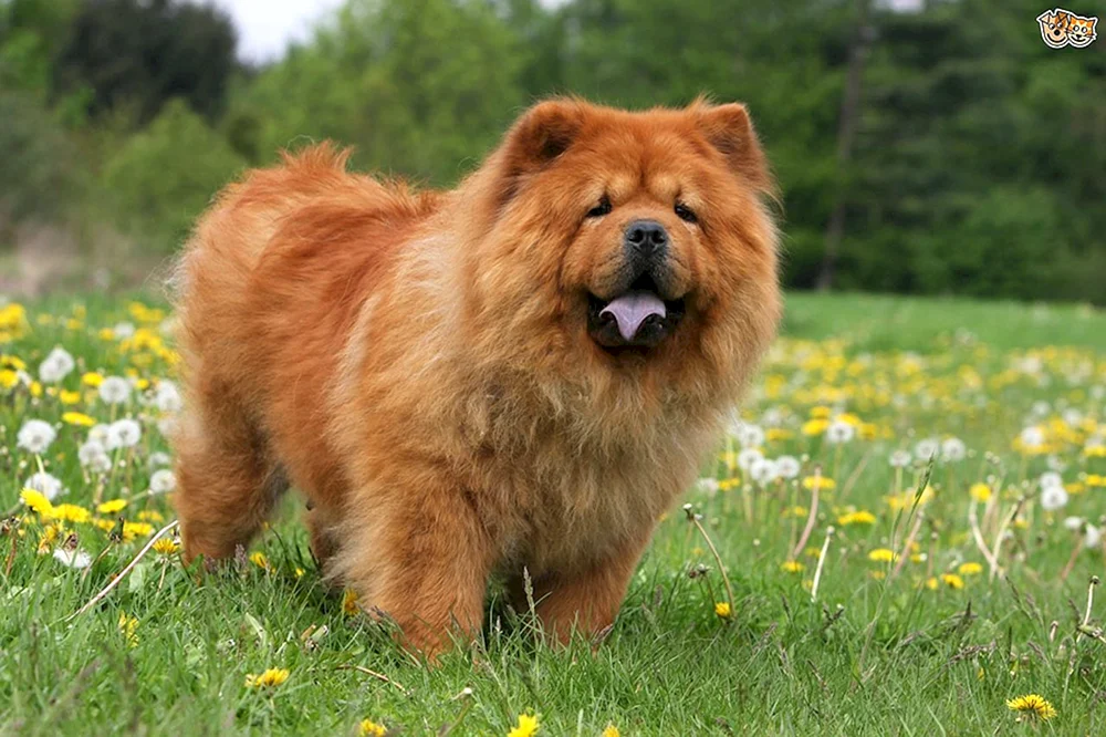 Cow Chow Chow Hund