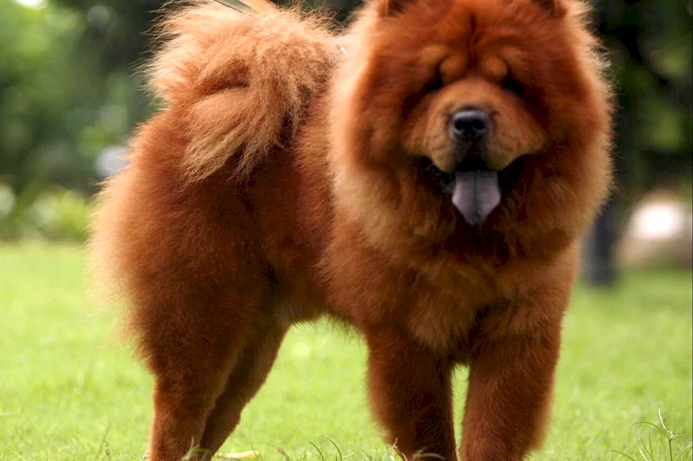 Cow Chow Chow Hund