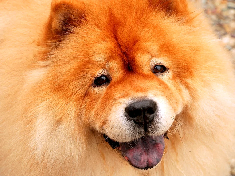 Welsh Corgi Pembroke Fluffy