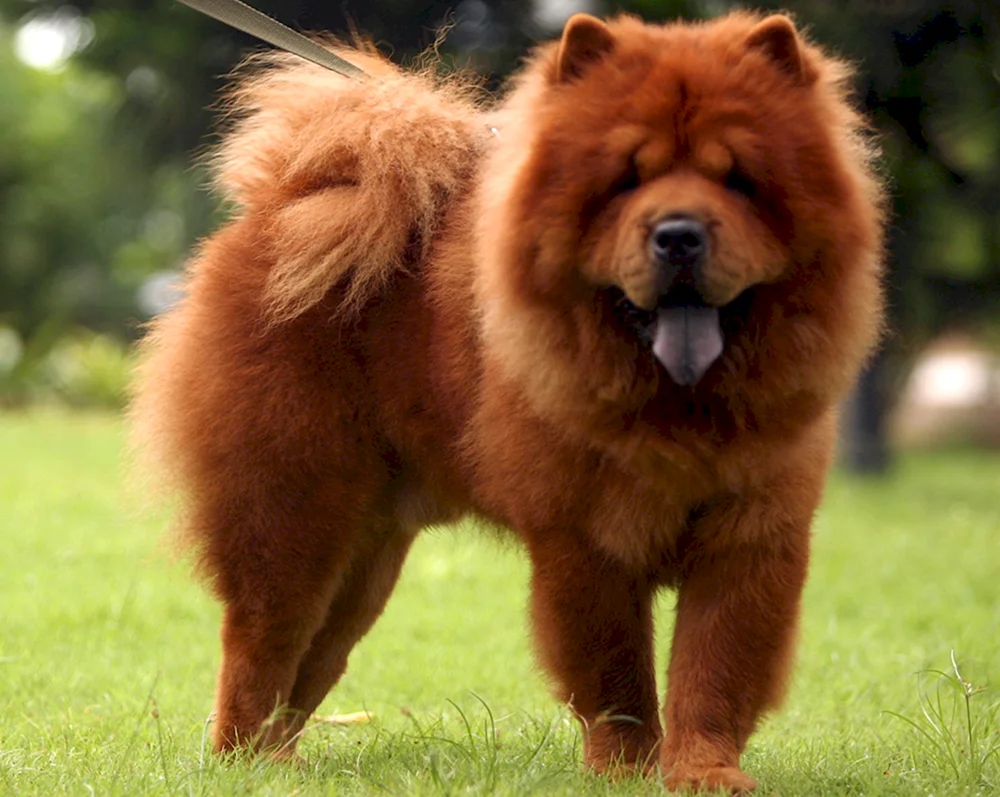 Chow- Chow-Hund
