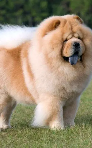 Chow Chow Hund