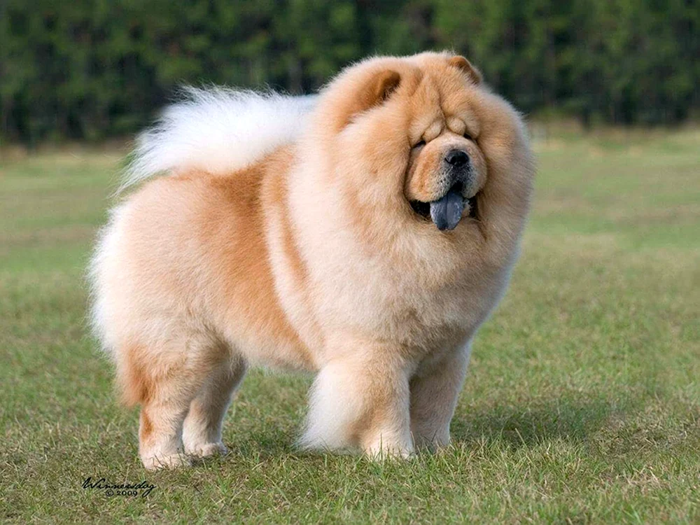 Chow Chow Hund