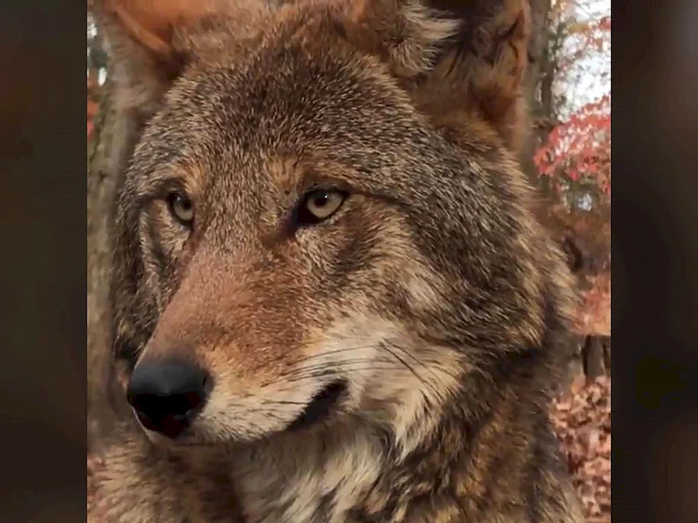 Fenrir skandinavische Mythologie