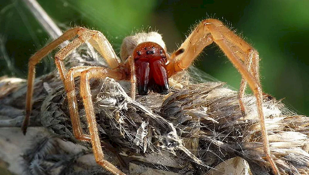 Cheiracanthium punctorium