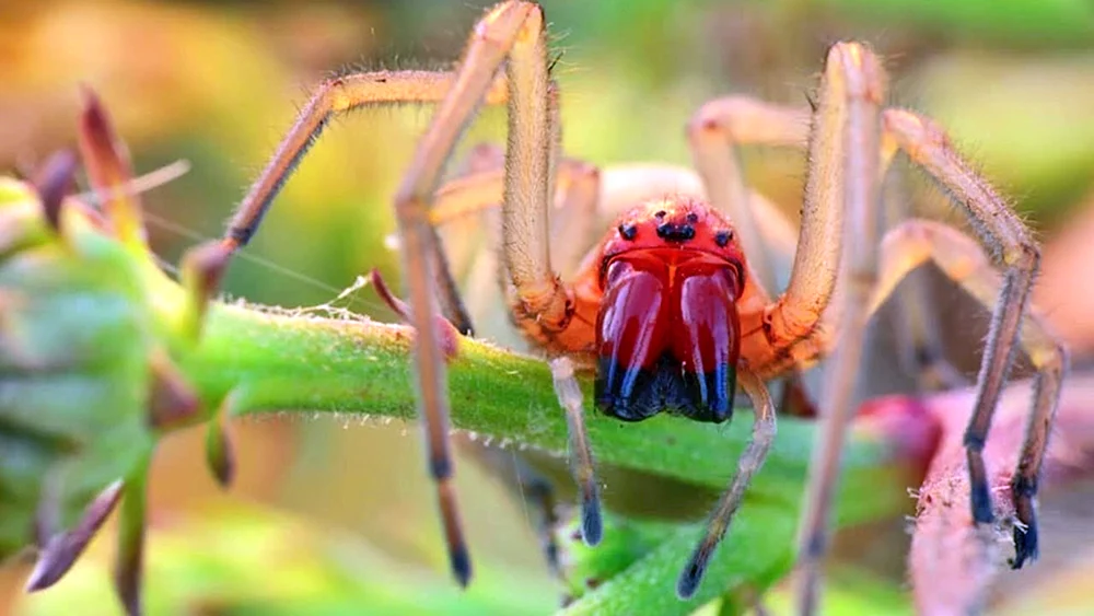 Caracourtspinne