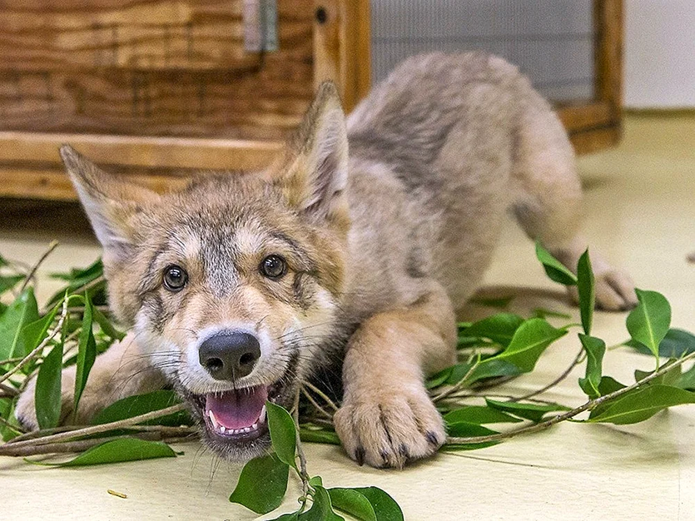 Schwarzes kanadisches Wolfswelpen
