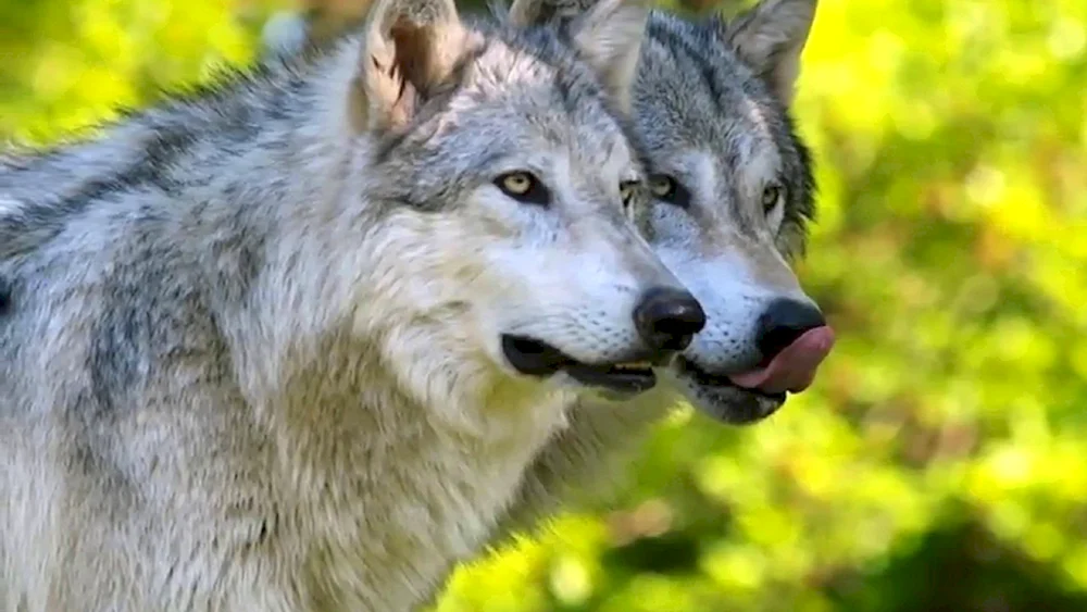 Wolfskunst