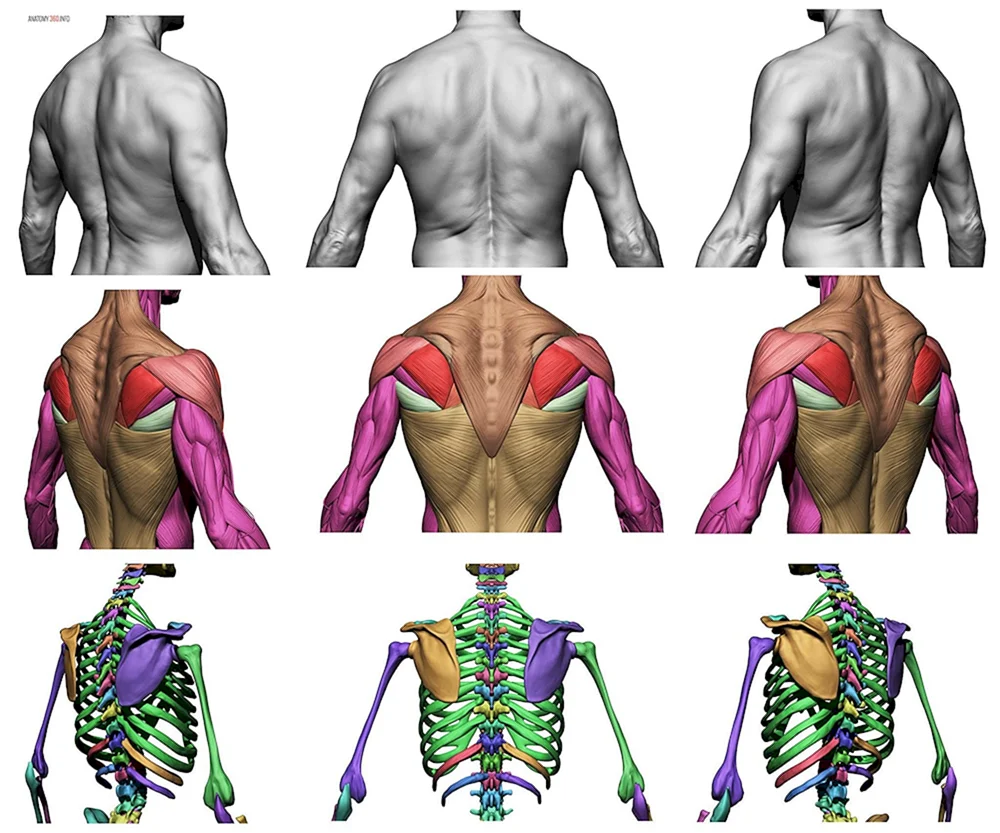 Menschliche Anatomie Referenz