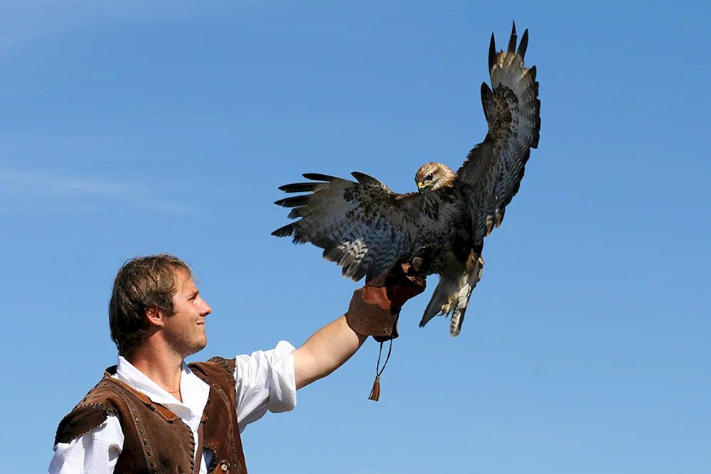 Adler greift Mensch an