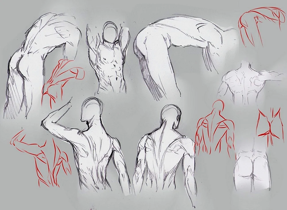 Anatomie Muskel Referenz