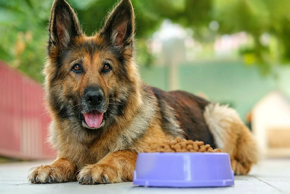 Blauer Deutscher Schäferhund