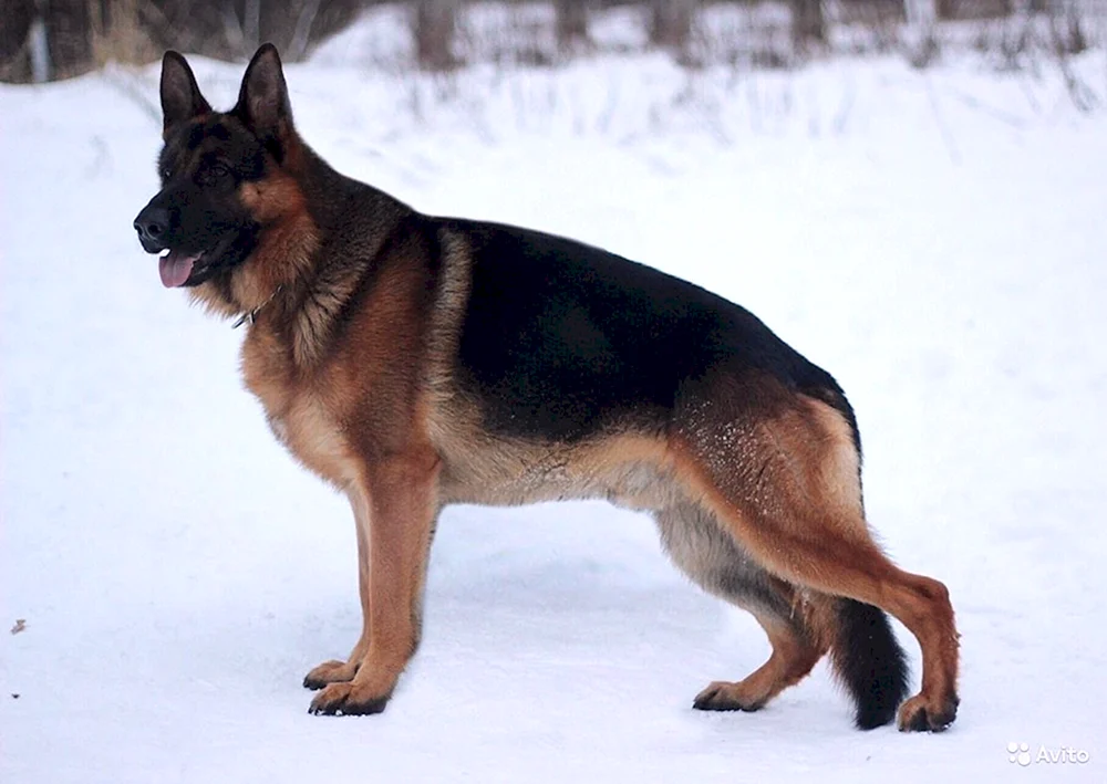 Zonar langhaariger Deutscher Schäferhund Hund