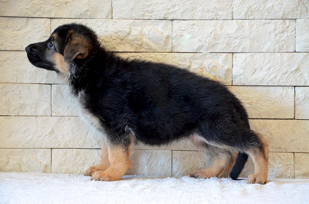 Ost Europäischer Schäferhund. Europäischer Schäferhund Schäferhund