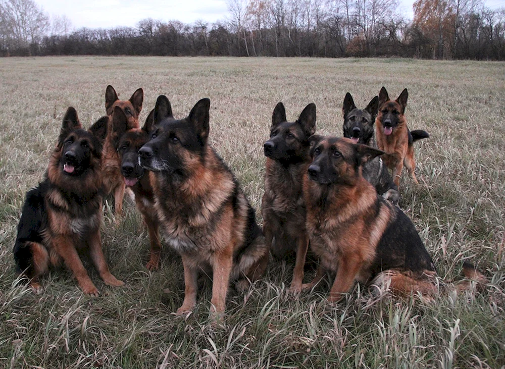 Cheprak Schäferhund