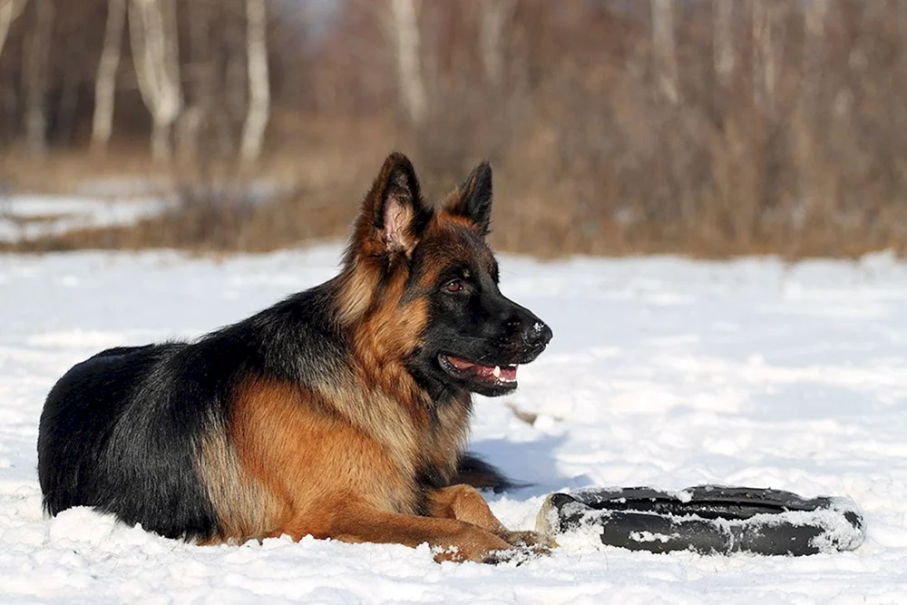 Cheprak Schäferhund