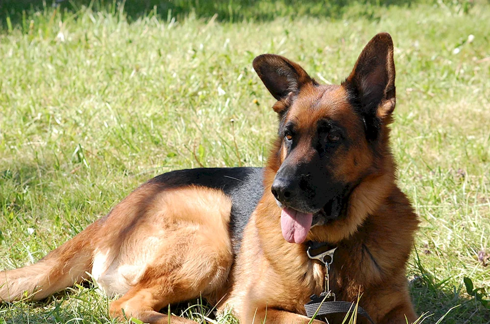 Gescheckter Deutscher Schäferhund