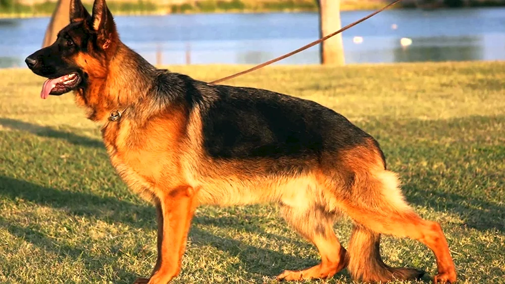 Gescheckter Deutscher Schäferhund Roter Schäferhund