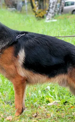 Cheprachal Deutscher Schäferhund