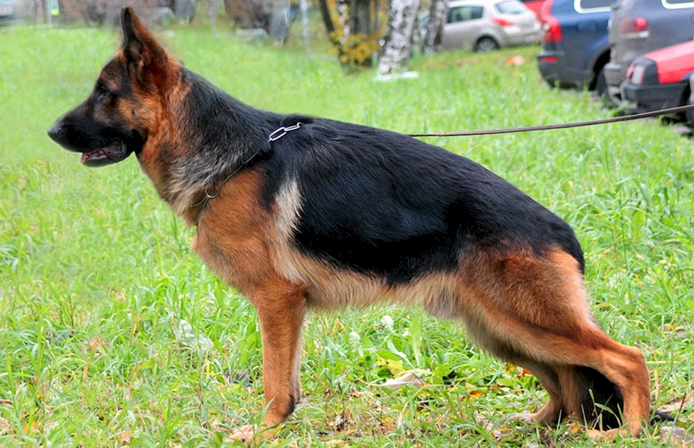 Cheprachal Deutscher Schäferhund