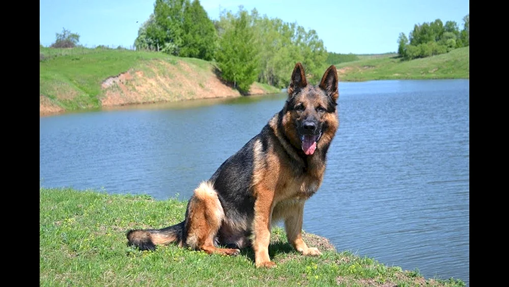 Cheprachal Deutscher Schäferhund