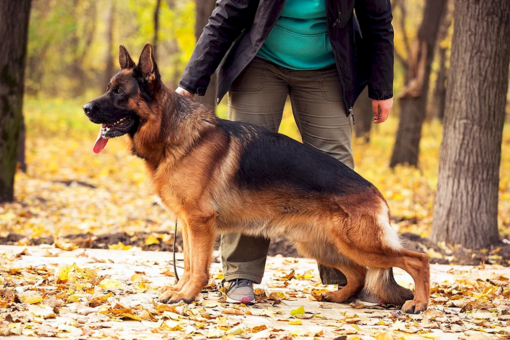 Cheprachal Deutscher Schäferhund