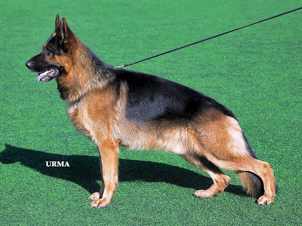 Cheprachal Deutscher Schäferhund