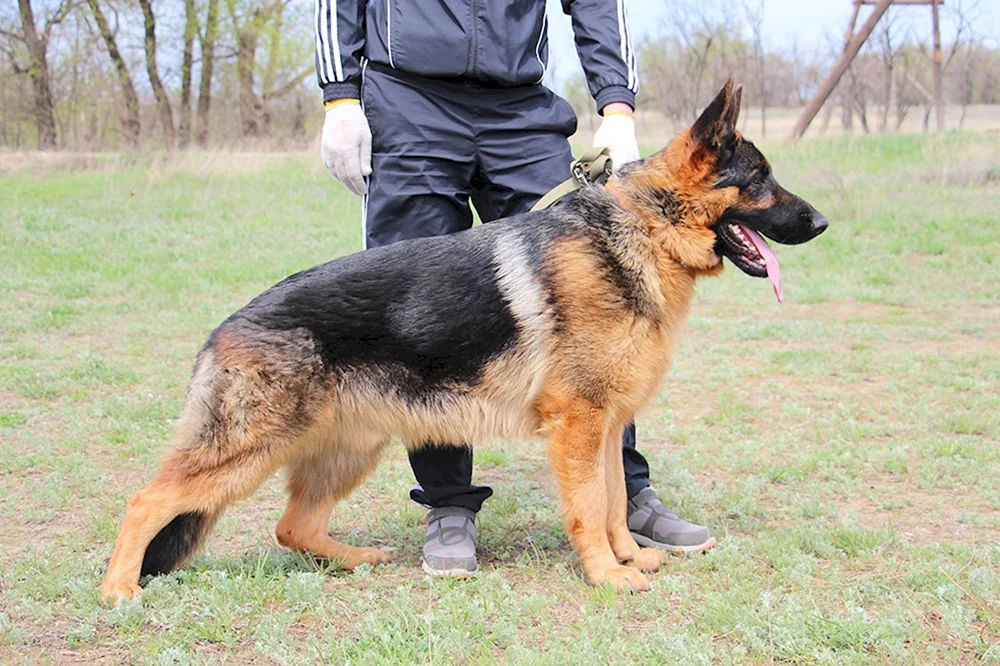 Ostdeutscher Schäferhund