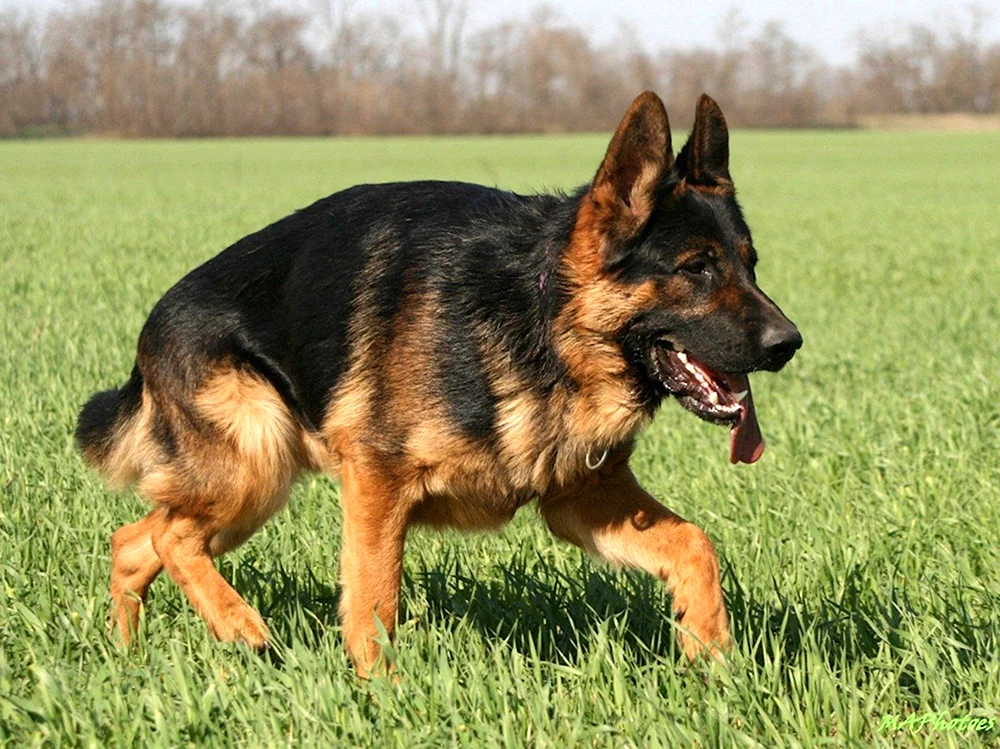 Osteuropäischer Schäferhund. Europäischer Schäferhund Welpe