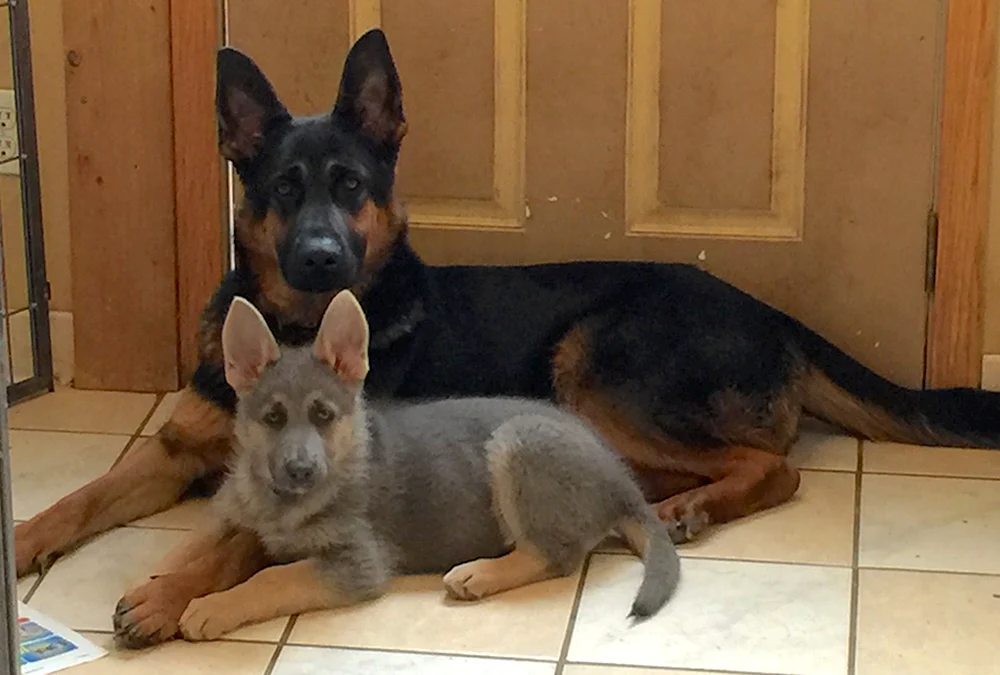 Cheprak Schäferhund