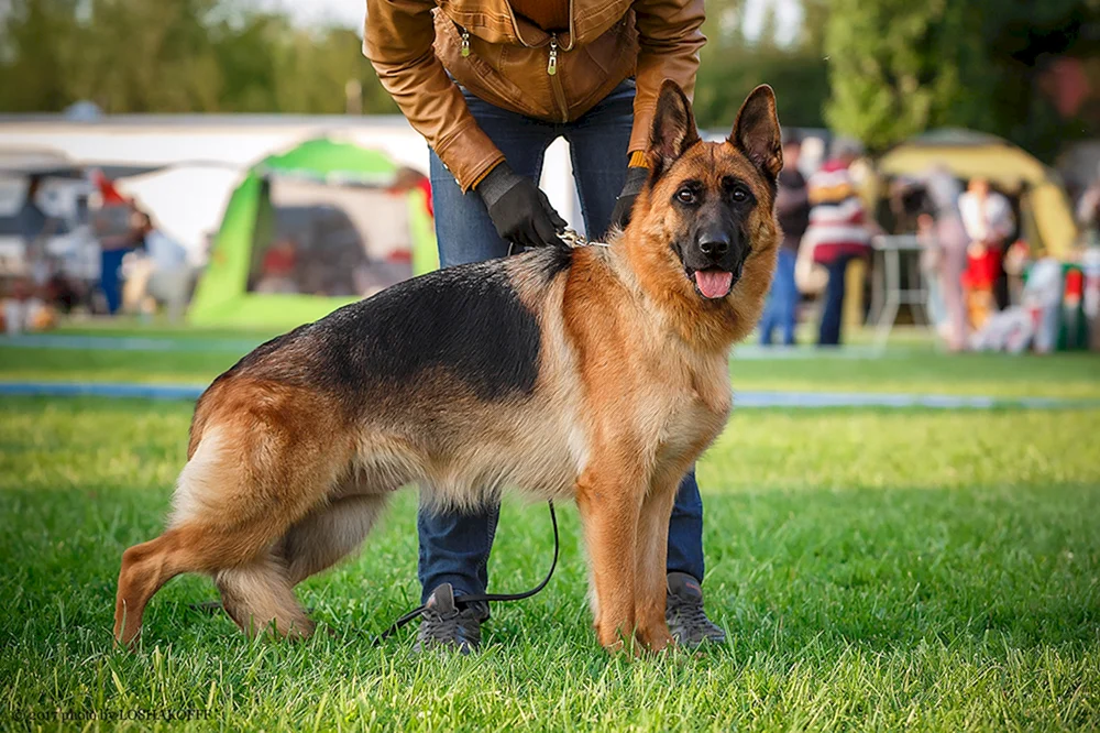 Cheprachal Deutscher Schäferhund