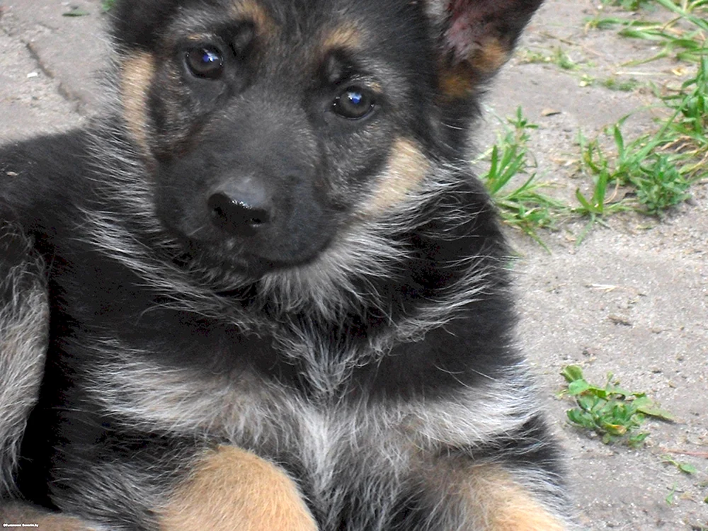 Cheprak Deutscher Schäferhund Hund