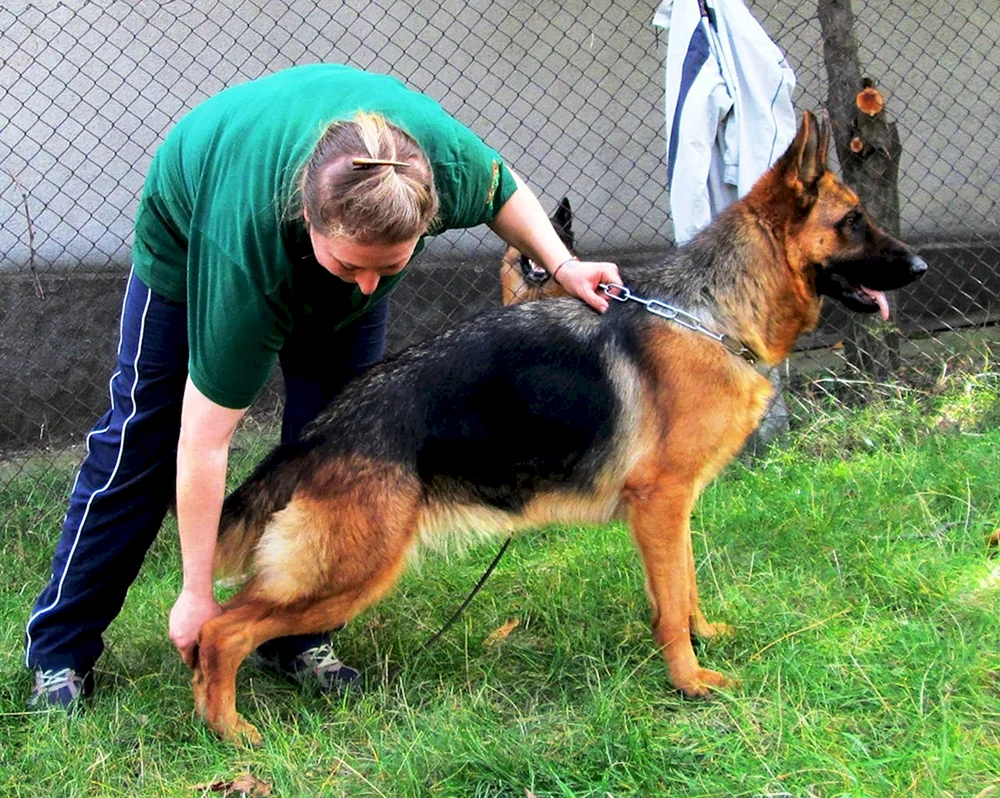 Cheprak Husky Färbung
