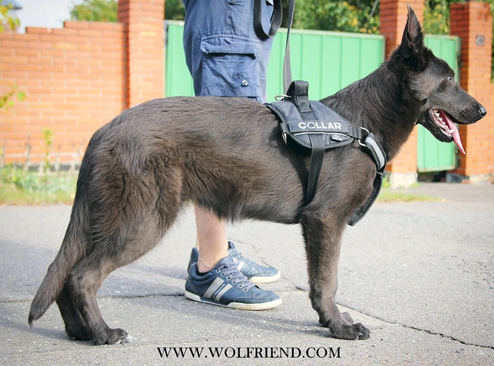Blue German Shepherd puppy. Schäferhundwelpen