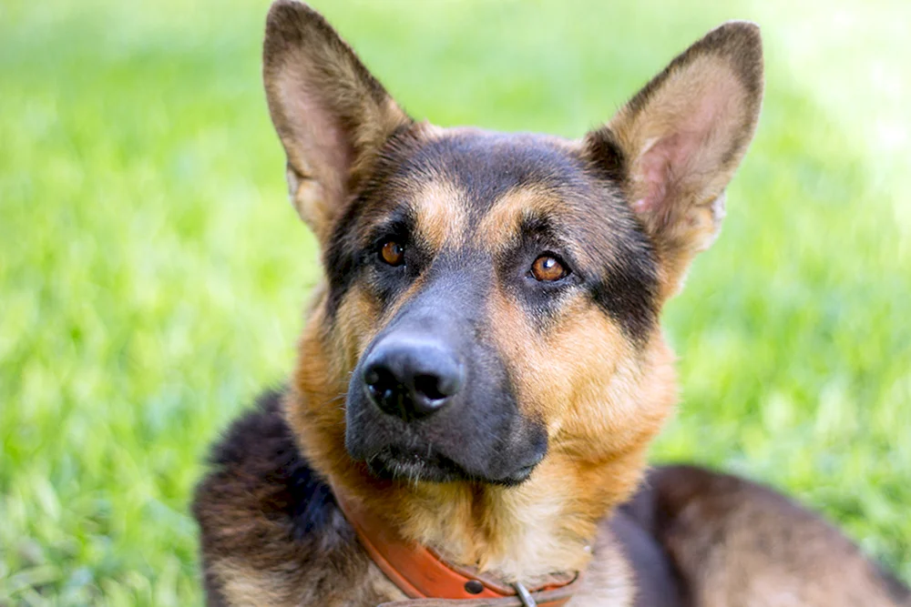 Blauer Deutscher Schäferhund