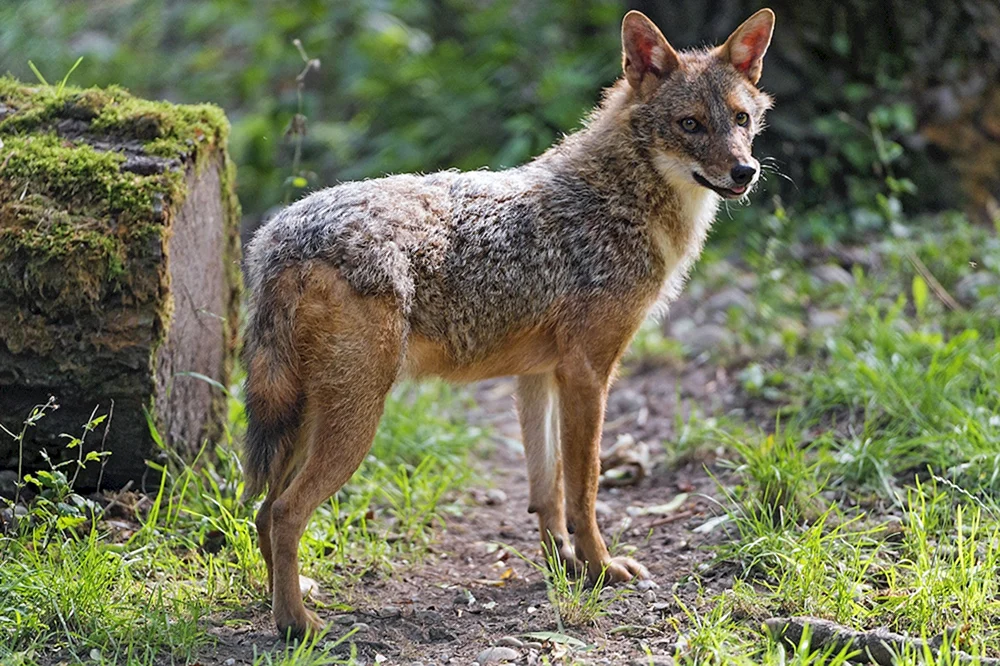 Cheprachny jackal