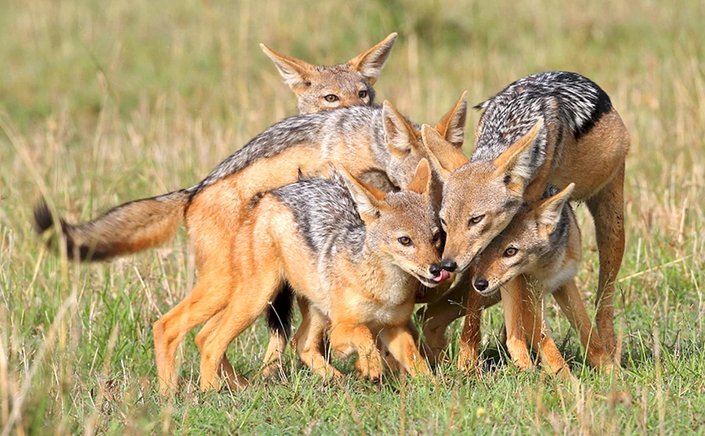 Cheprachny jackal