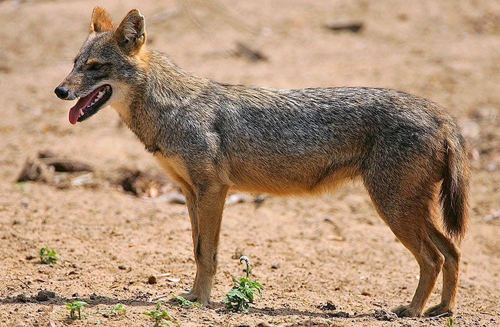 Cheprachny jackal