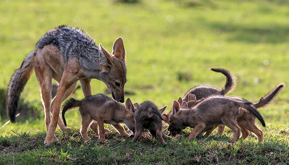 Cheprachny jackal