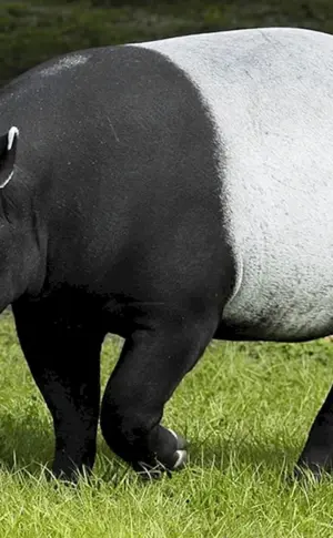 Chepra-Tapir