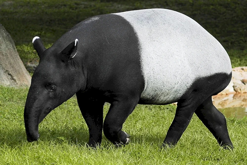 Chepra-Tapir
