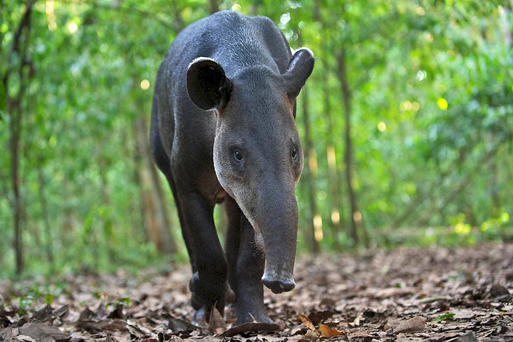 Zentralamerikanischer Tapir