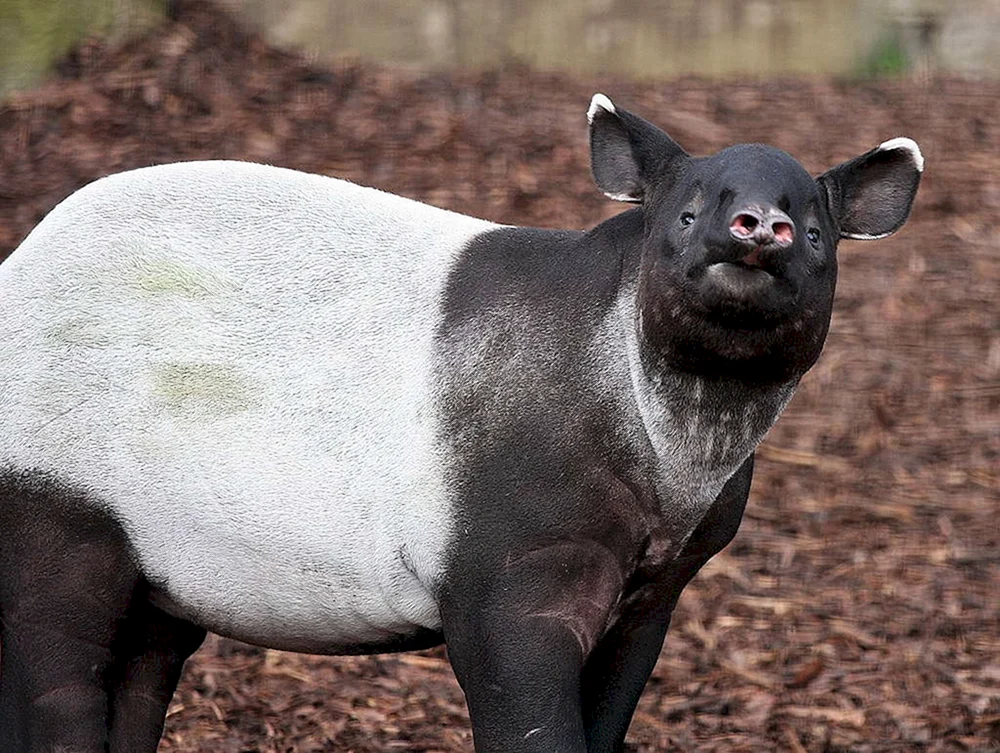 Gestreifter Tapir.