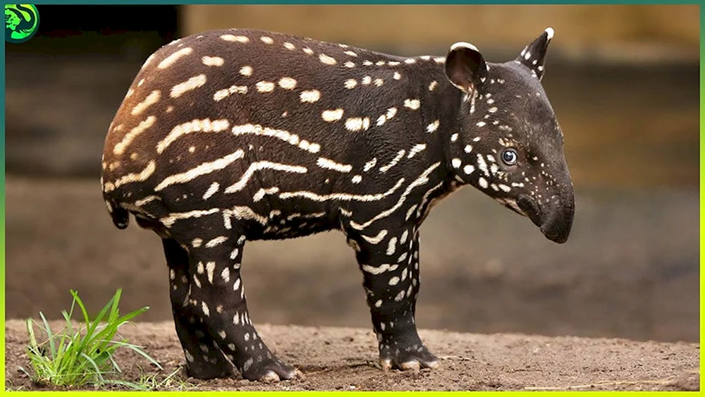 Gestreifter Tapir